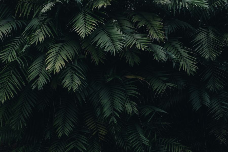 Jungle Theme